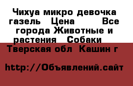 Чихуа микро девочка газель › Цена ­ 65 - Все города Животные и растения » Собаки   . Тверская обл.,Кашин г.